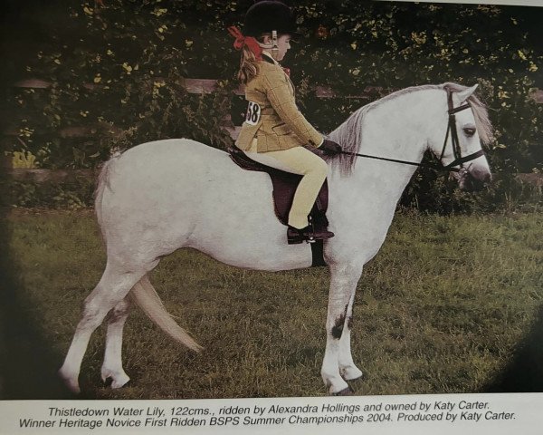 horse Thistledown Waterlily (Welsh mountain pony (SEK.A), 2000, from Waxwing Hurricane)