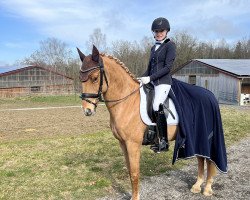 dressage horse Da Vinci V (German Riding Pony, 2012, from Don Dolino)