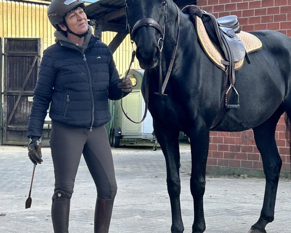 broodmare Dulina M (Hanoverian, 2012, from Duke Ellington)