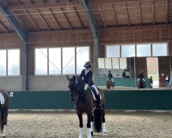 dressage horse Bonito He (Oldenburg, 2011, from Bon'A Parte)