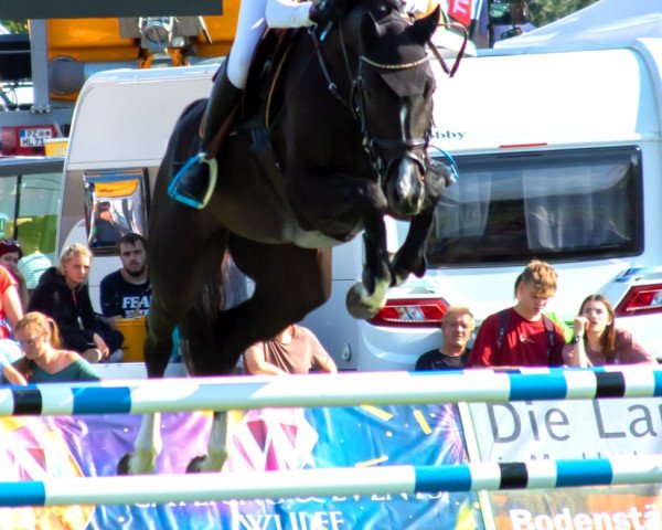 Springpferd Greta (Deutsches Sportpferd, 2016, von Balou du Rouet)