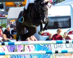 Springpferd Greta (Deutsches Sportpferd, 2016, von Balou du Rouet)
