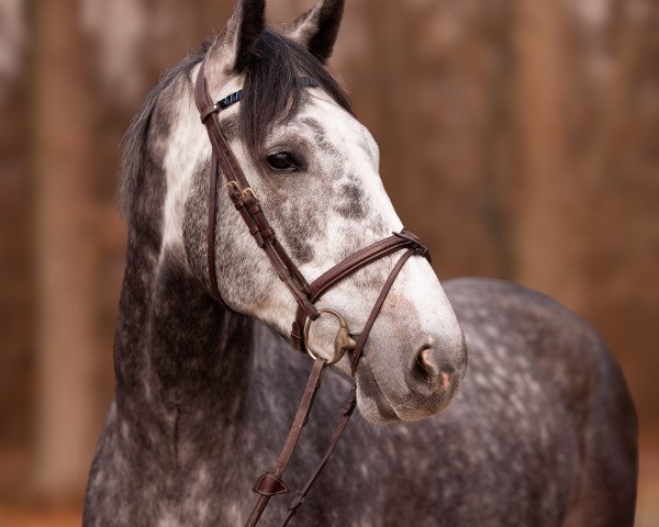 jumper Million's Milky Way (Holsteiner, 2018, from Million Dollar)