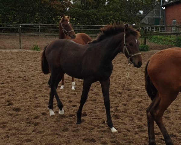 horse San Amour/Batida Dance (Hanoverian, 2023, from San Amour I)