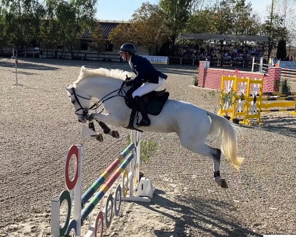 Deckhengst Hamilton (KWPN (Niederländisches Warmblut), 2012, von Numero Uno)