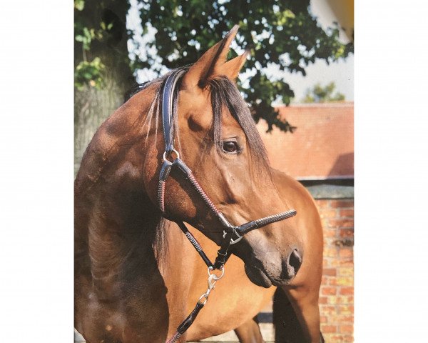 Pferd Polarmaid (Trakehner, 2018, von Interconti)