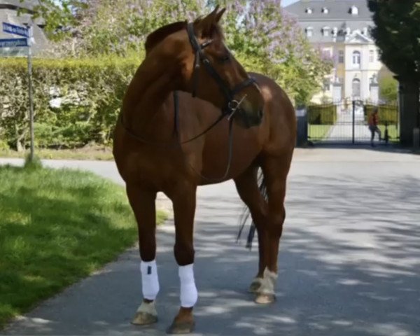horse Da Capo (Westphalian, 2002, from De Beers)