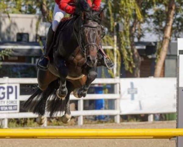 Pferd Dusty Von Infisser (Deutsches Sportpferd, 2019, von Diarado)