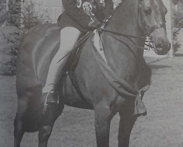 horse Sandpiper Bay (British Riding Pony, 1983, from Valiant)
