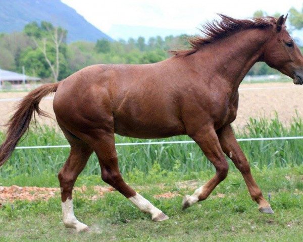 stallion Eden du Marronier (Selle Français, 2014, from Tinka's Boy)