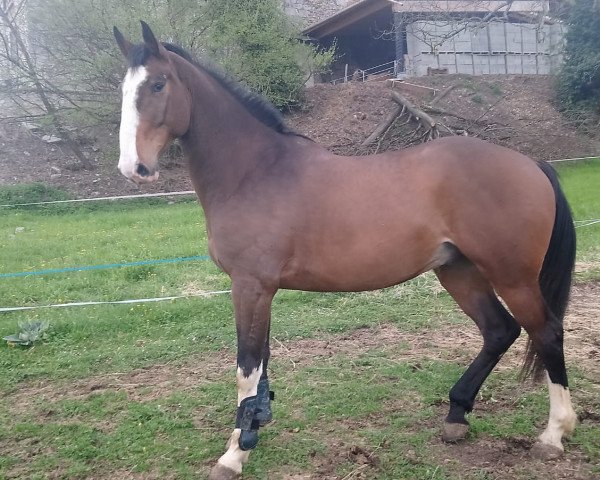 horse First du Marronier (Selle Français, 2015, from Qlassic Bois Margot)