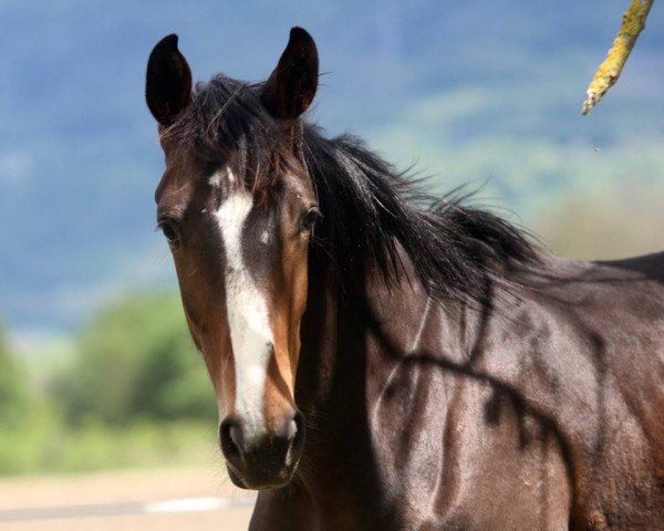 horse Grillon du Marronier (Selle Français, 2016, from For Pleasure)