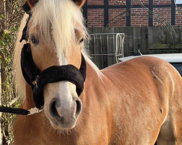 horse Watzmann (Haflinger, 2017, from Walzertraum)