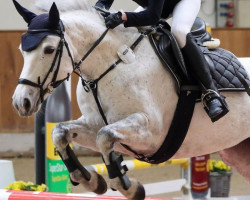 jumper Ballyerk Brook (Connemara Pony, 2015, from Creaga Hero)