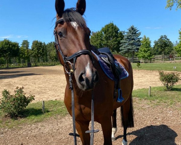 horse Baby (Holsteiner, 2017, from Dinken)