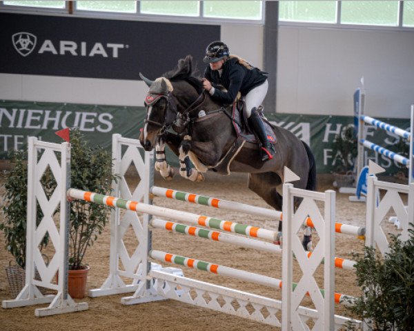 jumper Diva du Balou Z (Zangersheide riding horse, 2017, from Dominator 2000 Z)