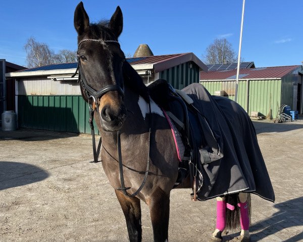 dressage horse Smilla Mea (Pinto / Small Riding Horse, 2013, from Shooting Star 22)