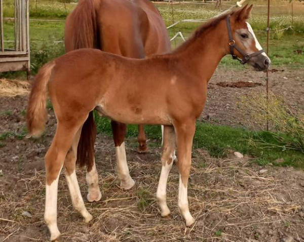 broodmare Kiwi L (Austrian Warmblood, 2023, from Vingino)