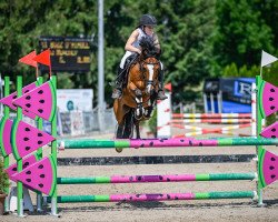 jumper Buzz D'Airolle (French Pony, 2011, from Rahan D'Hurl'vent)