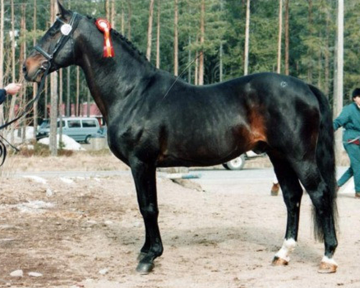 stallion Rothschild J 63 FIN (Westphalian, 1979, from Ramiro Z)