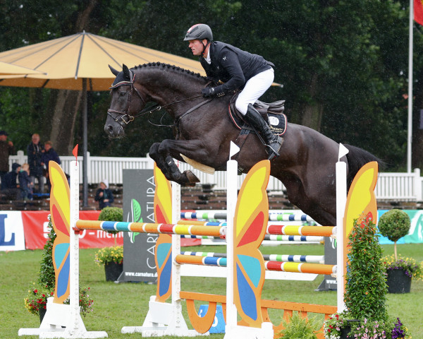 stallion Comanchero (Oldenburg show jumper, 2018, from Comme Prevu)