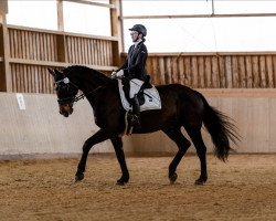 dressage horse Don de la Vega 5 (German Sport Horse, 2003, from Rutowski)