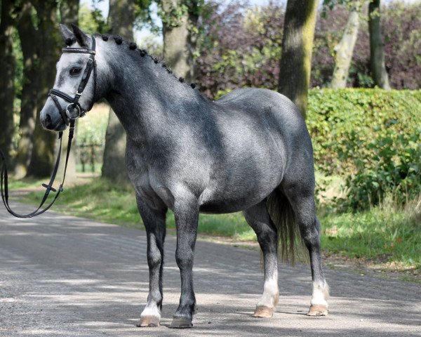 dressage horse Marrenk's Silk Honey (Welsh mountain pony (SEK.A), 2013, from Ysselvliedts High-Wood)