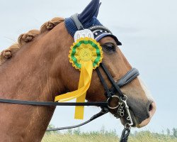 dressage horse Kaisers Karlchen (German Riding Pony, 2013, from Kaiser Franz 3)