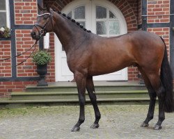 stallion Moin mien Jung (Oldenburg, 2021, from Moreno)