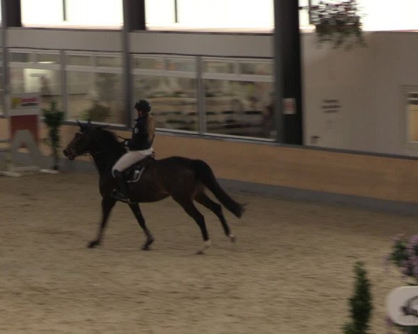 Reitturnier Borken 2024