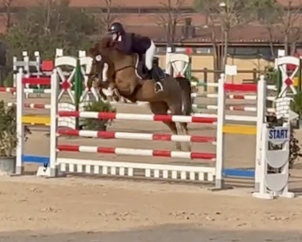 jumper Platin SG (German Riding Pony, 2017, from Paul SG)