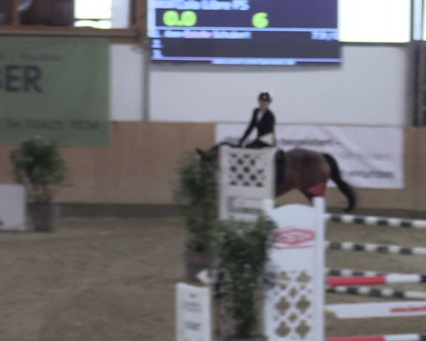 Reitturnier Borgholzhausen-Westbarthausen 2024
