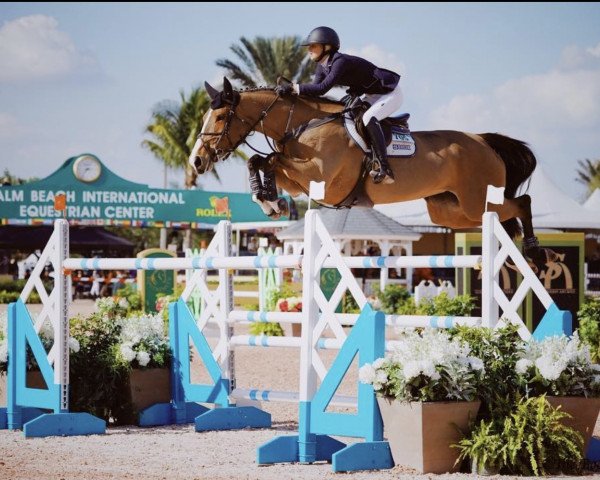 Springpferd Cassandra F (Schwedisches Warmblut, 2008, von Heartbeat)