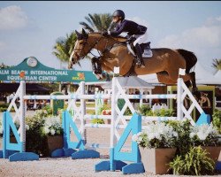 jumper Cassandra F (Swedish Warmblood, 2008, from Heartbeat)