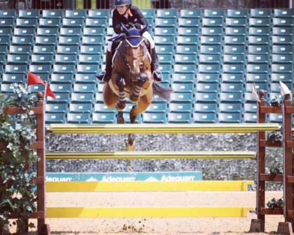 Springpferd Fidalgo van het Leliehof (Belgisches Warmblut, 2004, von Nonstop)