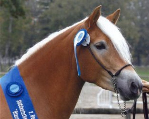 Zuchtstute Amely (Haflinger, 2006, von Anthony)