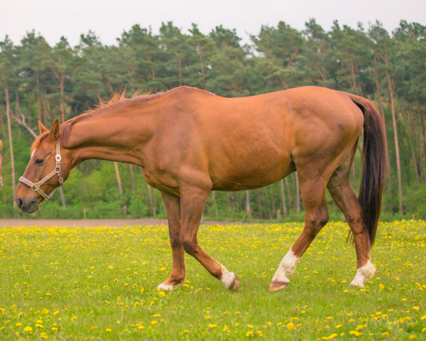 horse Allyx (Brandenburg, 1996, from Azarro (Aachen)) horse Allyx (Brandenburg, 1996, from Azarro (Aachen))