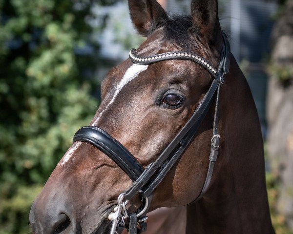 Dressurpferd Valpiano 2 (Trakehner, 2010, von Exclusiv) Dressurpferd Valpiano 2 (Trakehner, 2010, von Exclusiv)