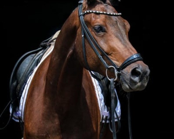 horse Obama 20 (Trakehner, 2019, from Speedway 7)