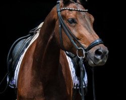 Pferd Obama 20 (Trakehner, 2019, von Speedway 7)