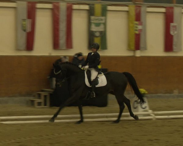 Reitturnier Weikersdorf am Steinfelde 2023