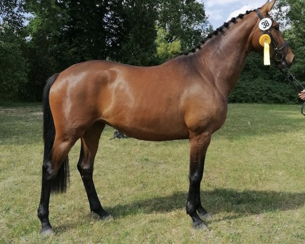 horse Hella Exclusiv (Trakehner, 2019, from High Motion 2)