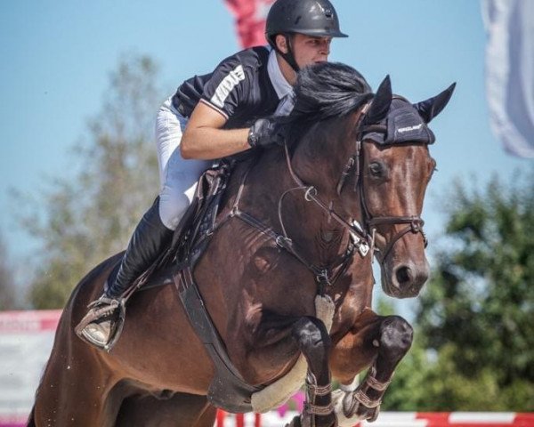 jumper Charly Brown 354 (Westphalian, 2015, from Chacco's Son II)