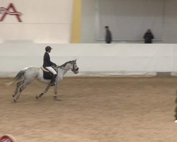 Reitturnier Stadl-Paura 2024