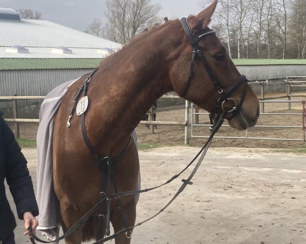 Jumper Calenardhon B (Holsteiner, 2018, from Cascadello I)