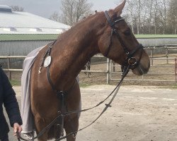 jumper Calenardhon B (Holsteiner, 2018, from Cascadello)