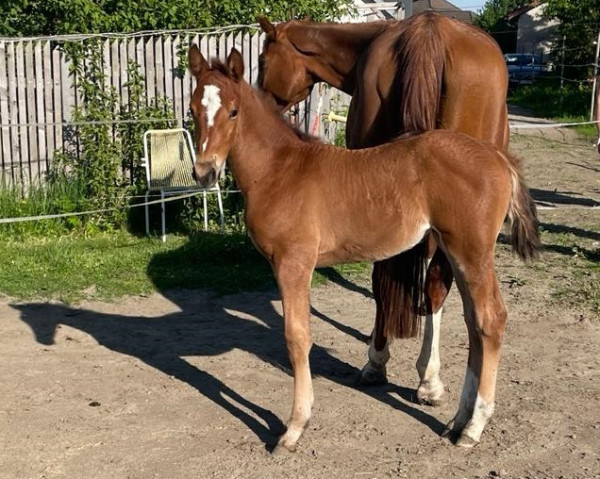 broodmare Koralle L (Austrian Warmblood, 2022, from Vingino)