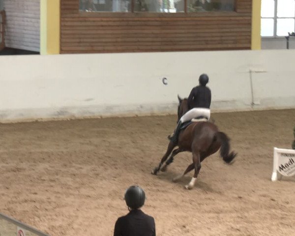 Reitturnier Stadl-Paura 2024