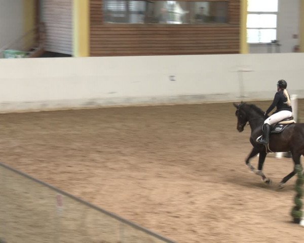 Reitturnier Stadl-Paura 2024