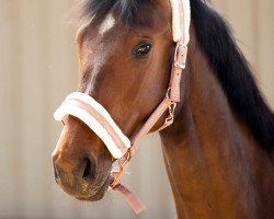 dressage horse Chacfly's Calina (Hanoverian, 2019, from Chacfly PS)